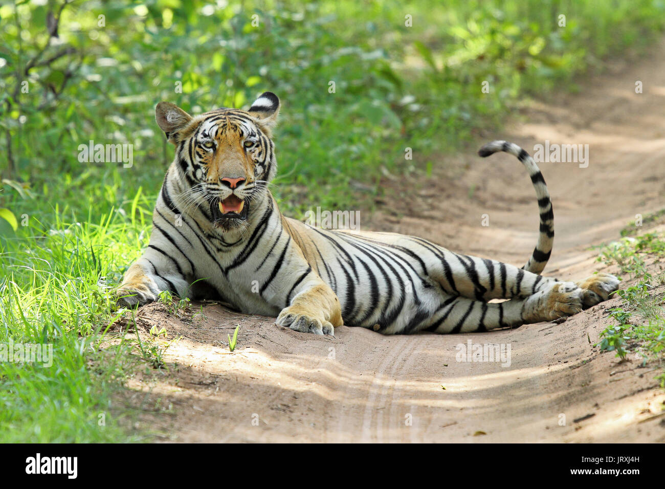 Royal Bengal Tiger or Panthera Tigris Tigris or Indian Tiger sitting on the road at Tadoba National Park, Maharashtra Stock Photo