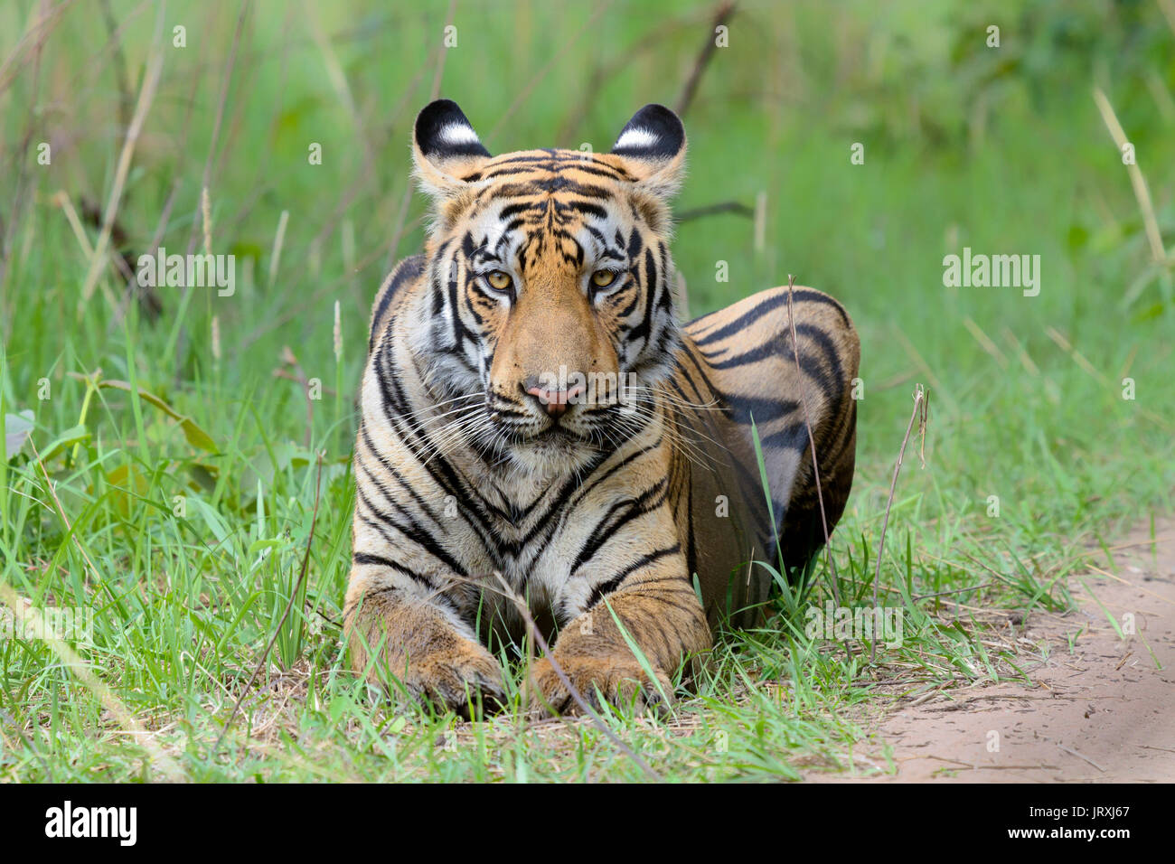 Royal Bengal Tiger or Panthera Tigris Tigris or Indian Tiger portrait at Tadoba National Park, Maharashtra Stock Photo