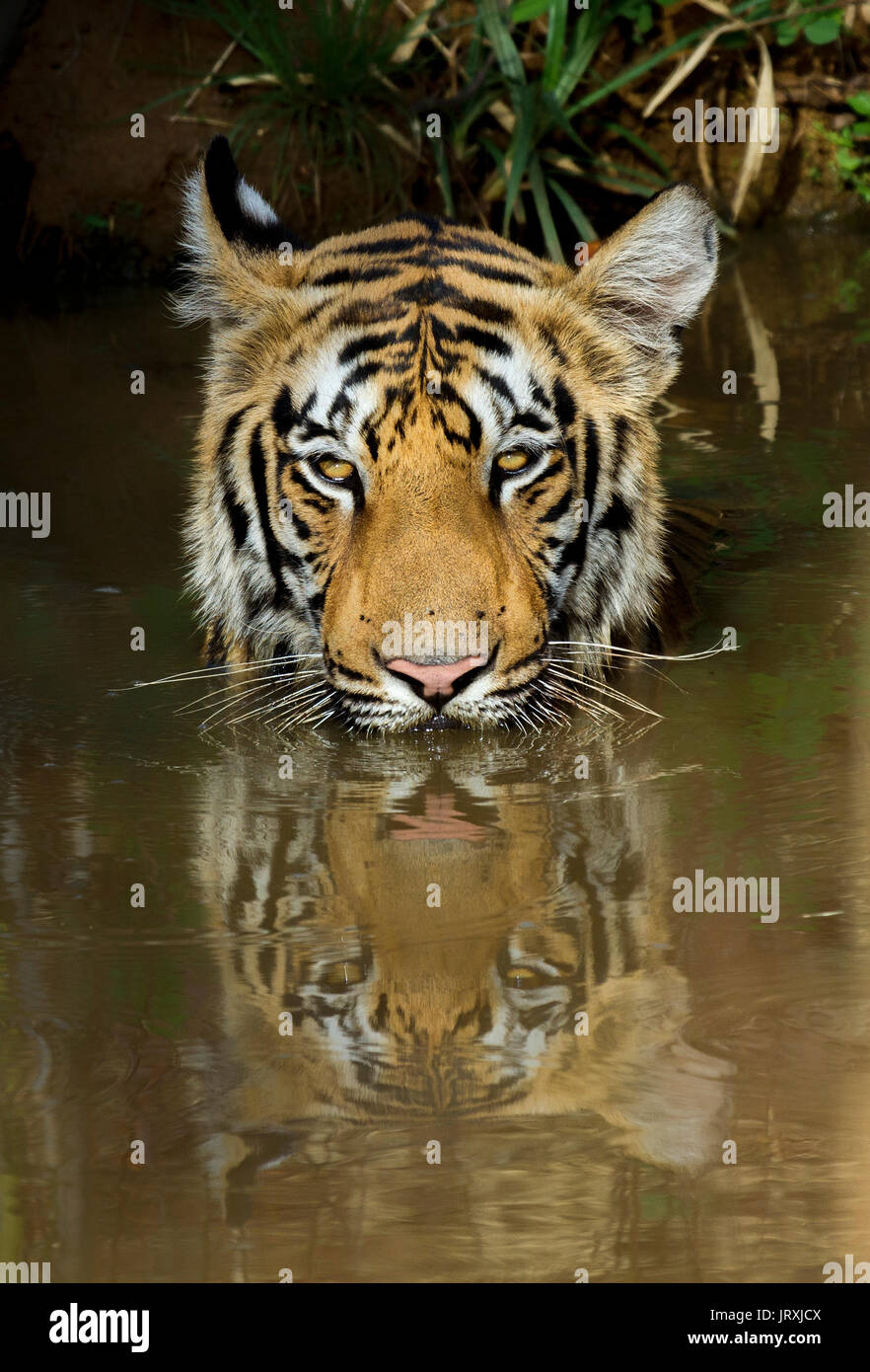 Royal Bengal Tiger or Panthera tigris tigris or Indian Tiger in water with reflection at Tadoba National Park, Maharashtra, India Stock Photo