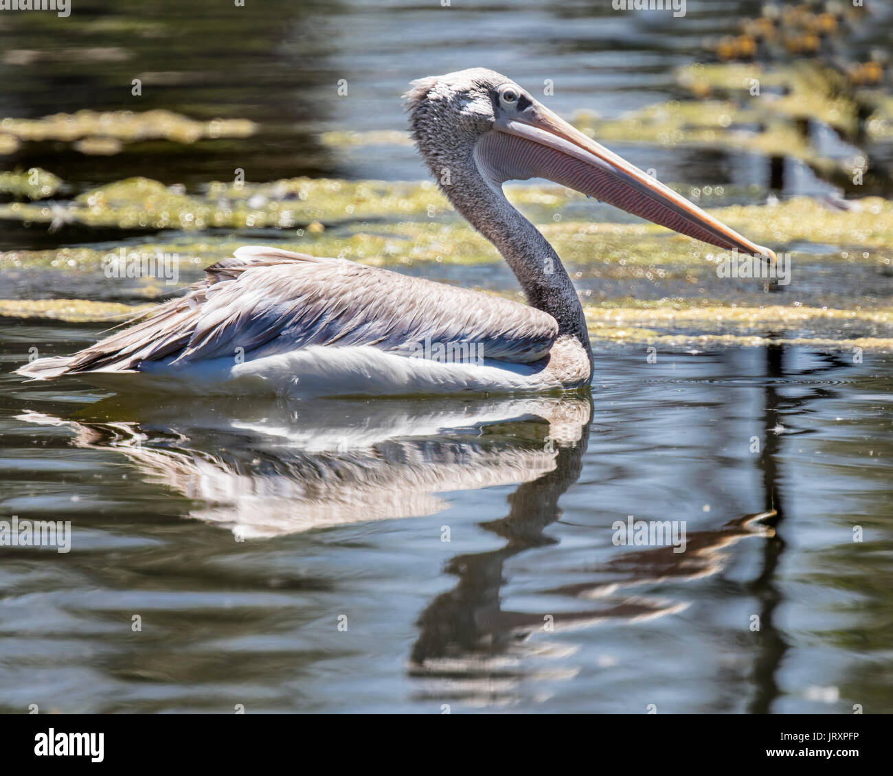 American White Pelicans enjoying the lake Stock Photo - Alamy