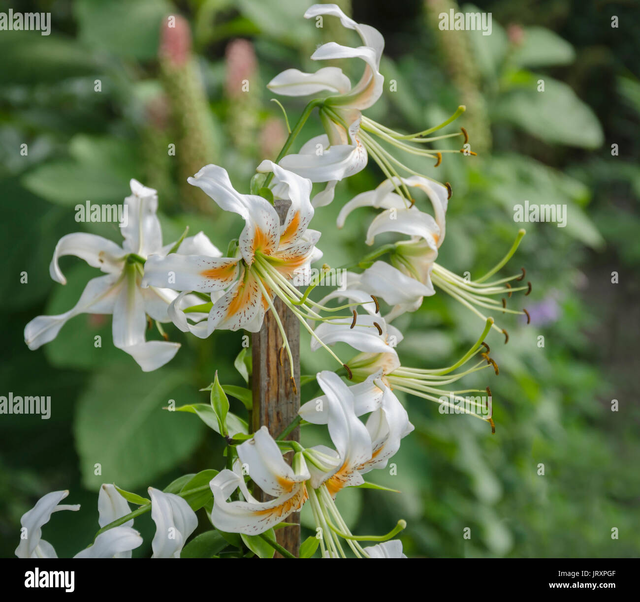 Summer in the garden beautiful flowers of fragrant white lily, on the background of green leaves Stock Photo