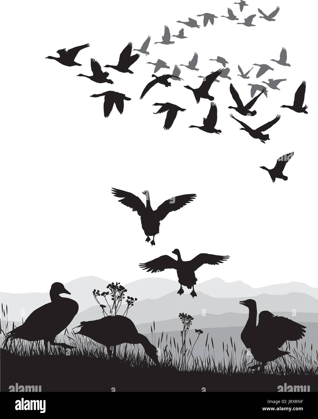 Geese - winged migration Stock Vector