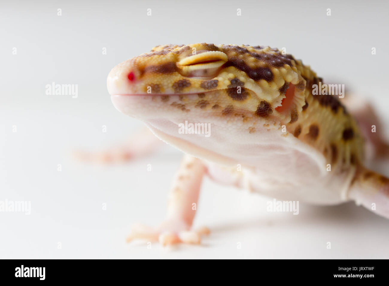 Cute leopard gecko (eublepharis macularius) on neutral background Stock Photo