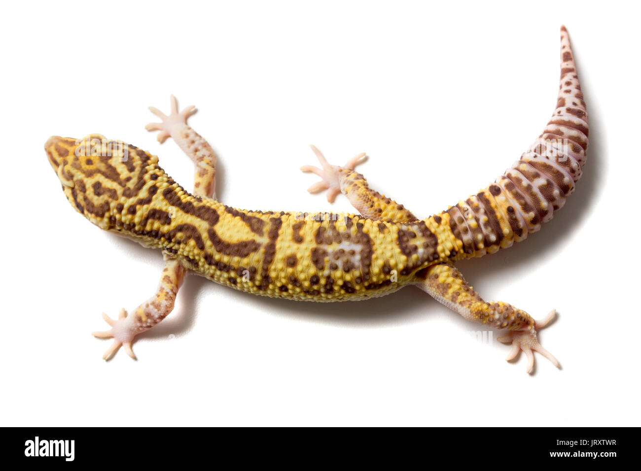 Cute leopard gecko (eublepharis macularius) on white background Stock Photo
