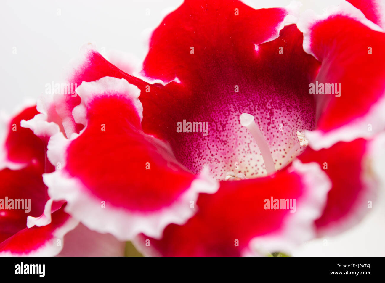 Blooming gloxinia (sinningia speciosa) red with white edging on white background Stock Photo