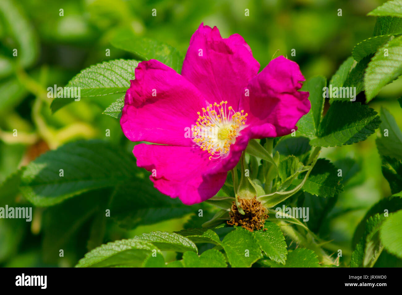 Purple flower of wild rose (rosa majalis) Stock Photo