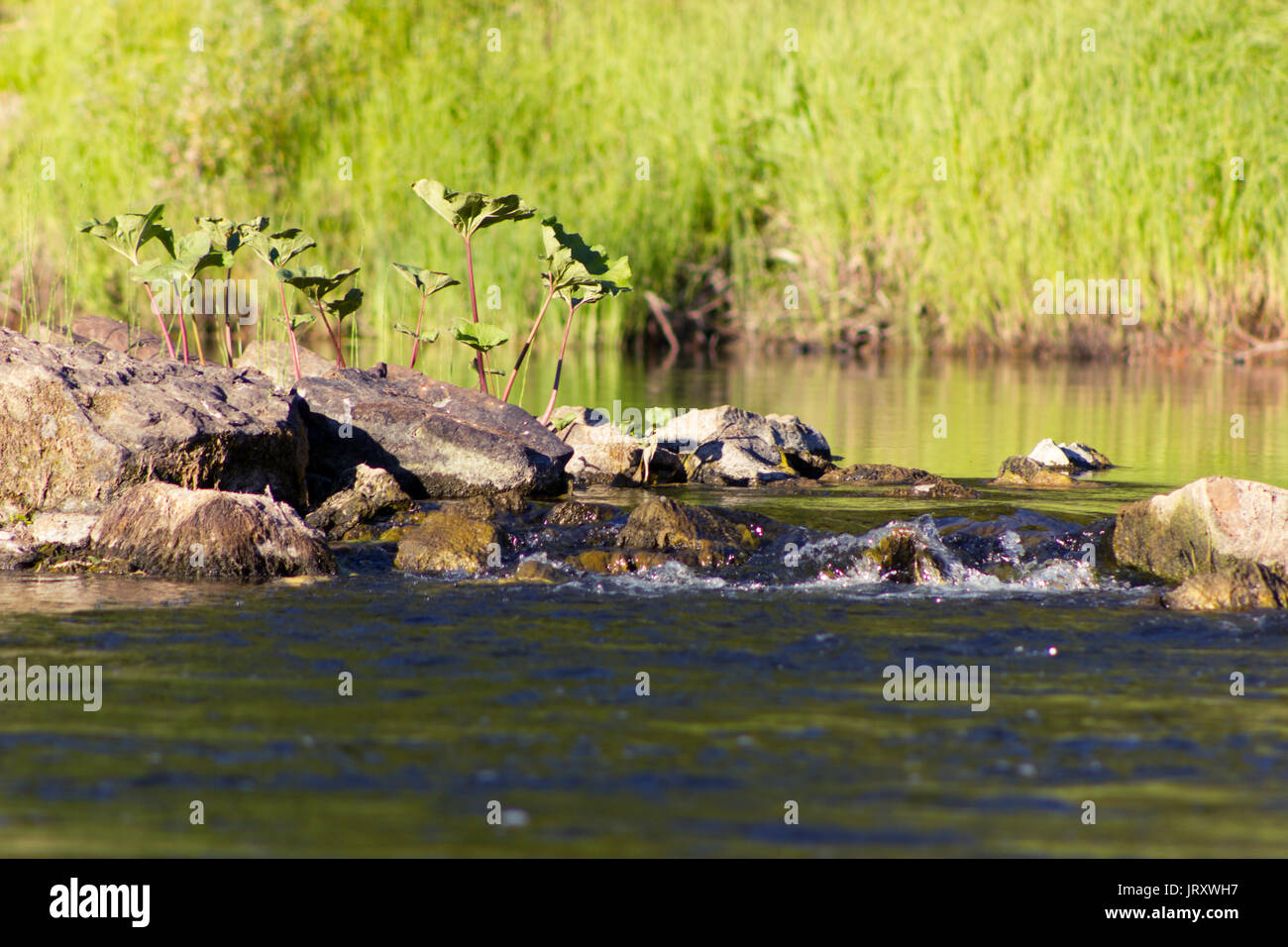 Small rapids on the Pizhma river with stones and water plants Stock Photo