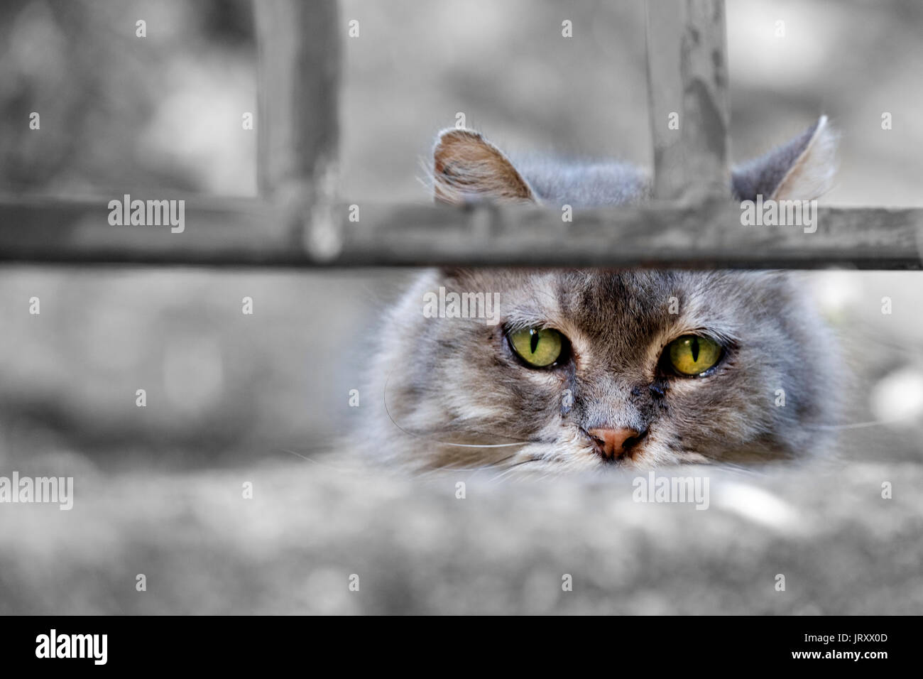 A domestic grey cat with bright green eyes staring straight into the camera through some old rusty railings Stock Photo