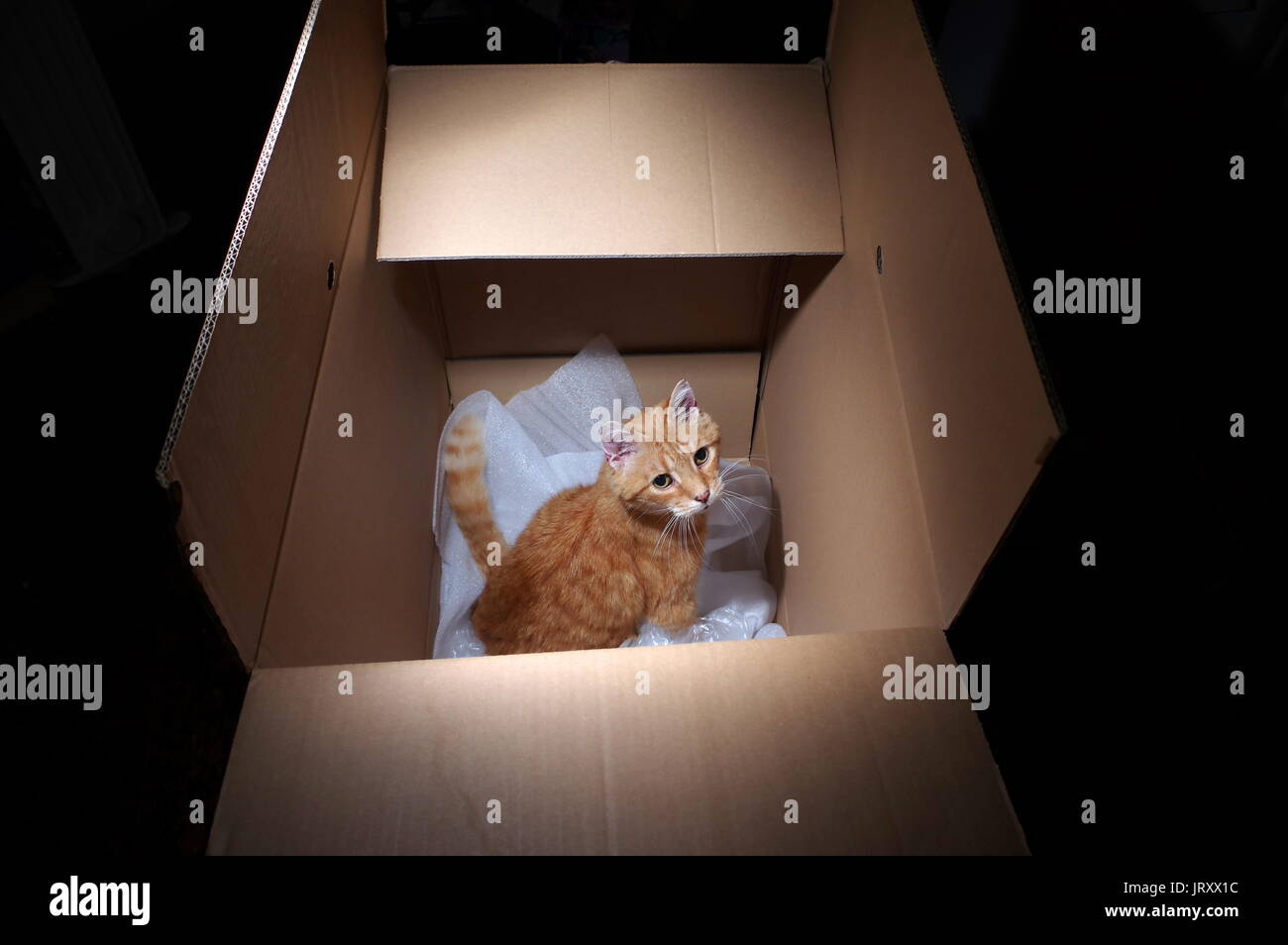 Ginger cat in cardboard box Stock Photo Alamy