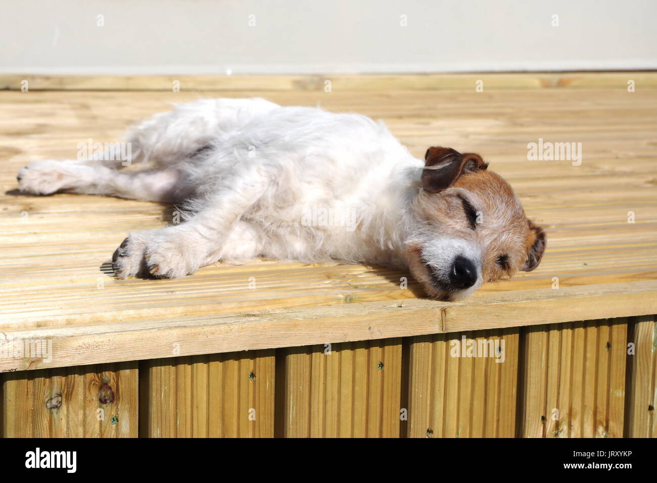 Wire haired jack russell hi-res stock photography and images - Alamy