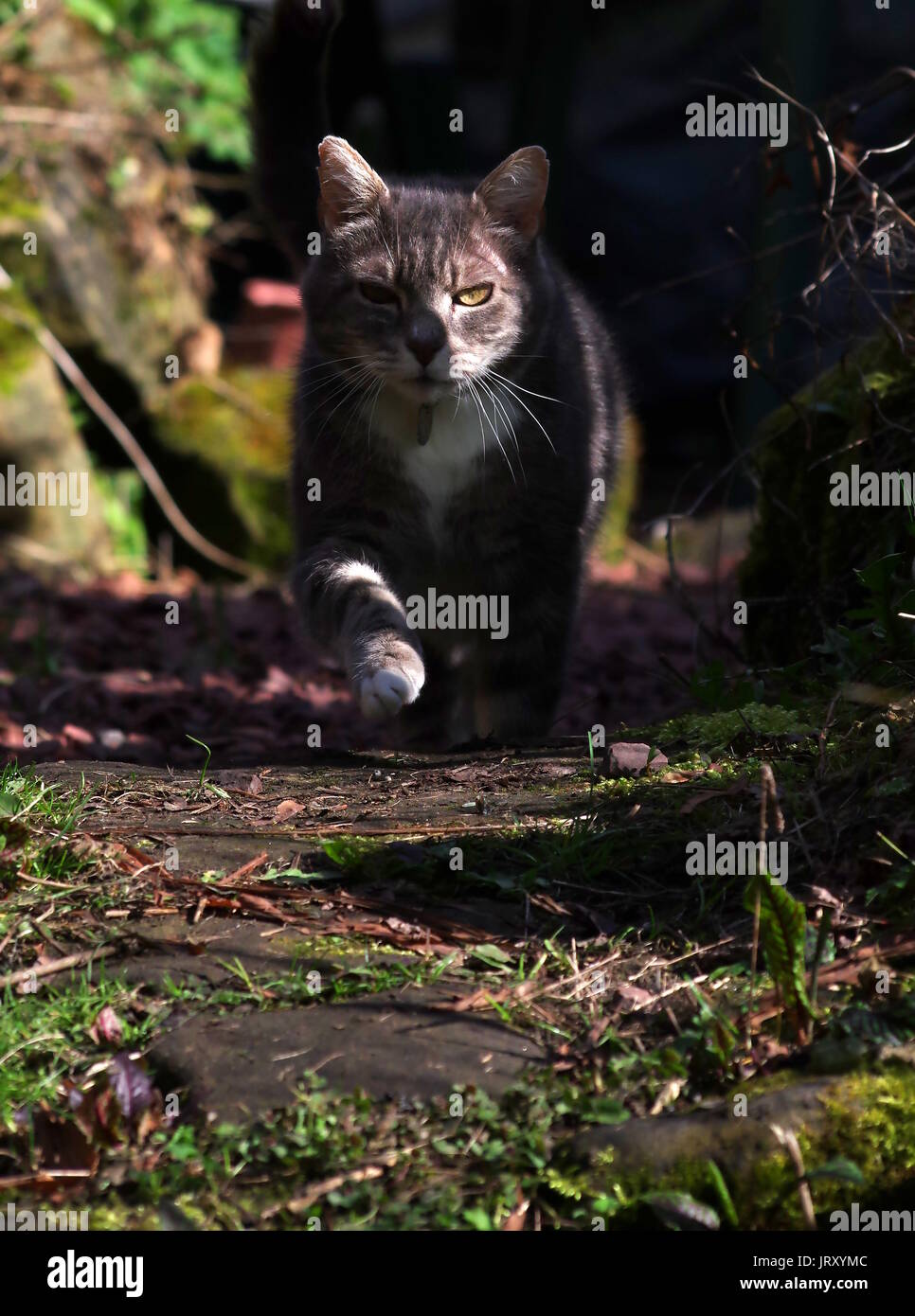 Tabby cat walking on garden path Stock Photo - Alamy