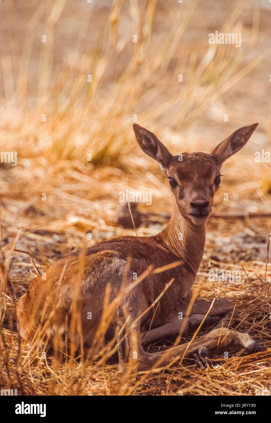 Indian Blackbuck fawn, (Antilope cervicapra), Blackbuck National Park, Gujarat, India Stock Photo