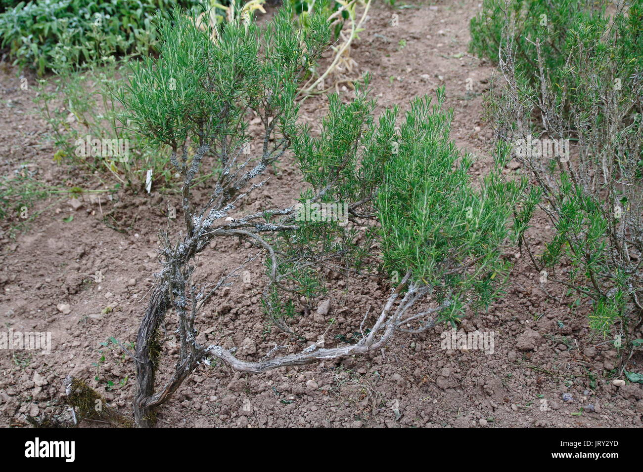 Rosmarin Stock Photos Rosmarin Stock Images Alamy