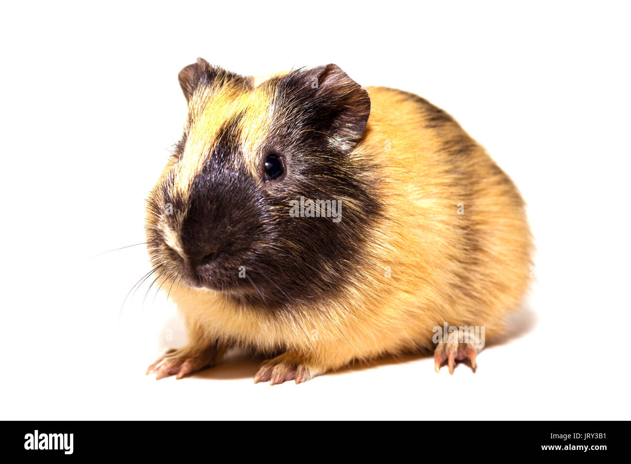 Fluffy cute rodent - guinea pig on neutral background Stock Photo