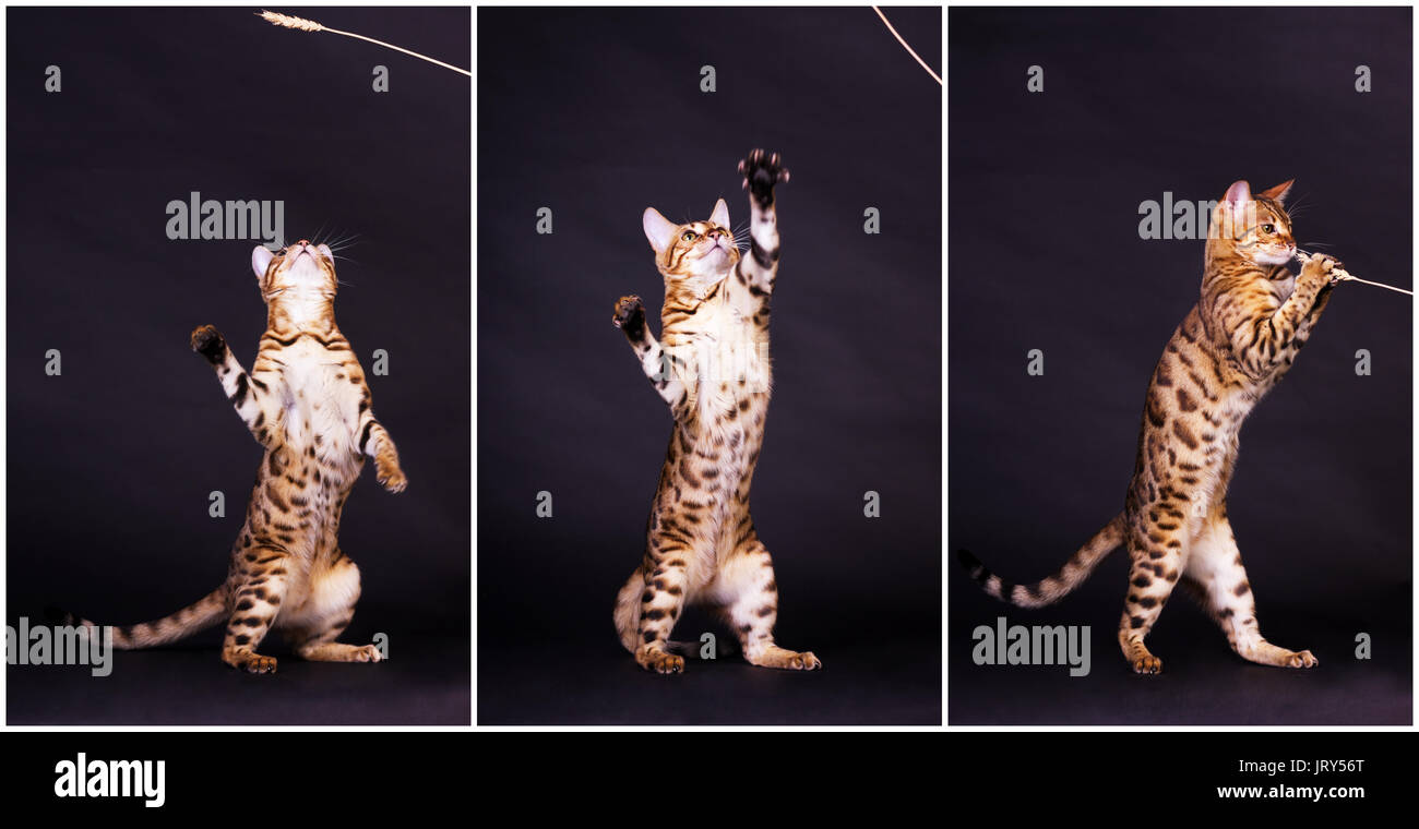 Young bengal cat in action on black background Stock Photo