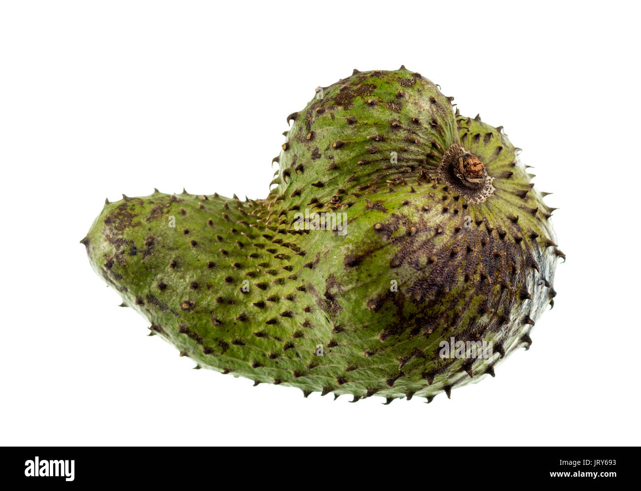 Soursop is a dark green and prickly fruit of the broadleaf evergreen tree Annona muricata, with a juicy, acid, whitish and aromatic flesh. Stock Photo