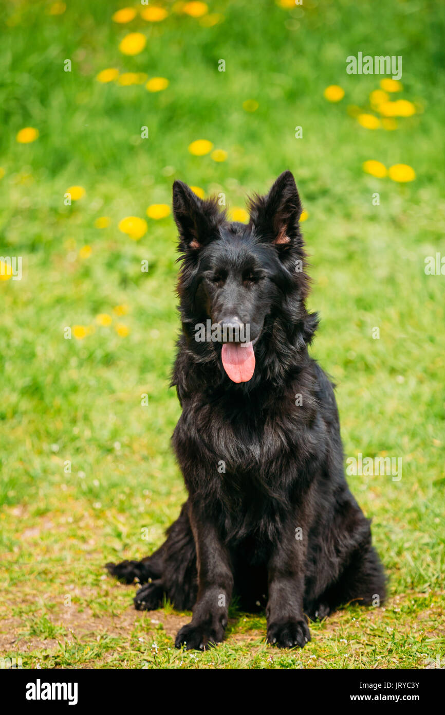 Beautiful Young Black German Shepherd Dog Sit In Green Grass. Alsatian