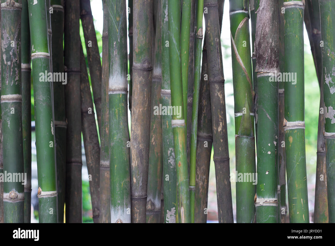 bamboo tree forest green background Stock Photo