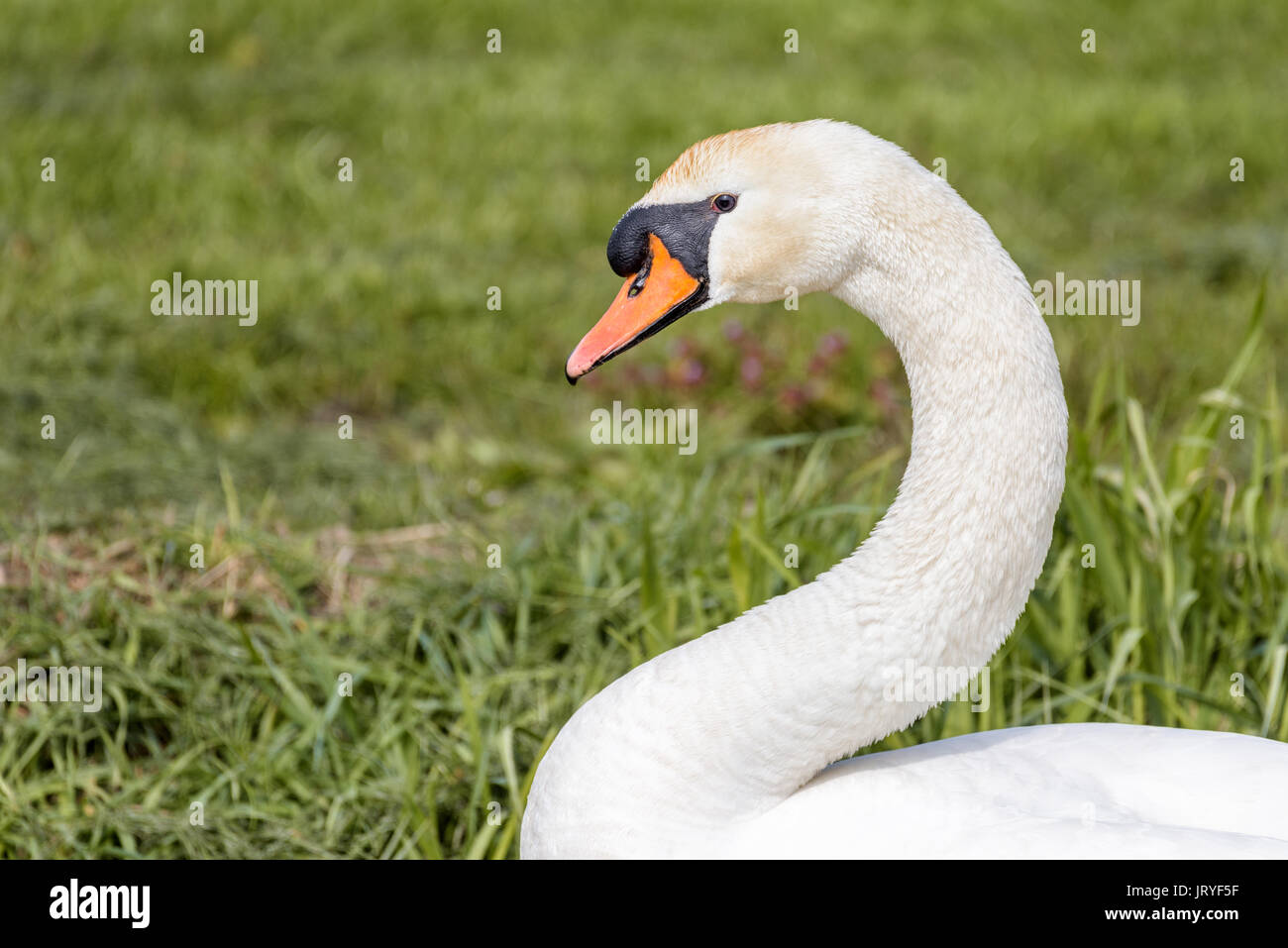 En profil portrait of a mute swan isolated on a background of green grass. The swan is attentive and watching. Stock Photo