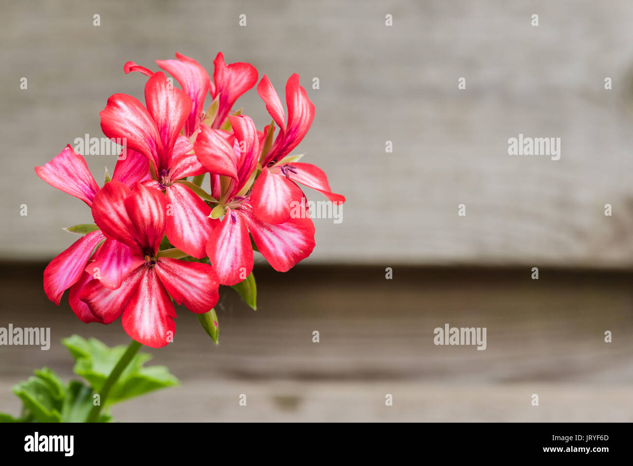 The flower of a red white pelargonium in full bloom isolated against wood with copy space on the right. Stock Photo