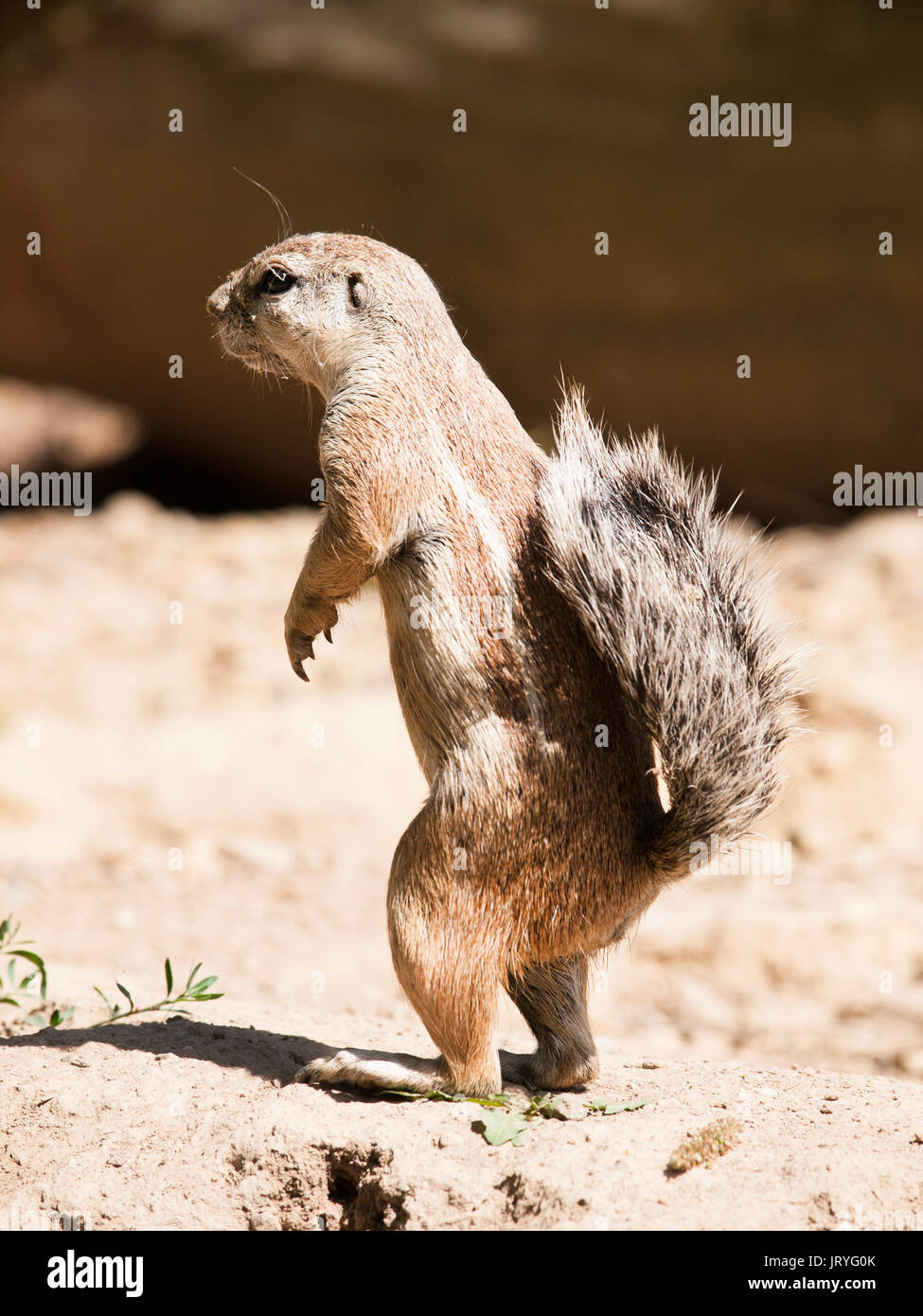 South African ground squirrel - Xerus inauris - staying on back leg watch around closely Stock Photo