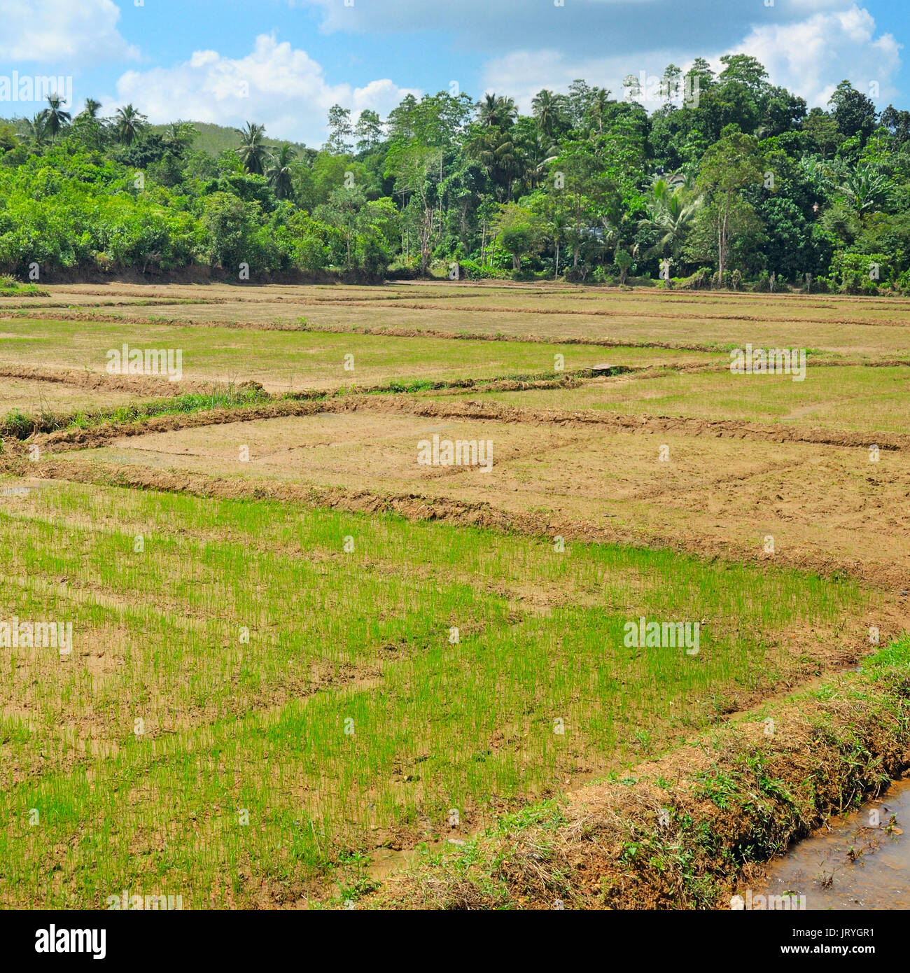 fields with crops of rice Sri Lanka Stock Photo