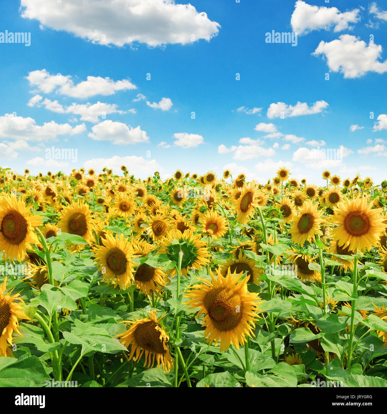 Sunflower field and blue sky Stock Photo - Alamy