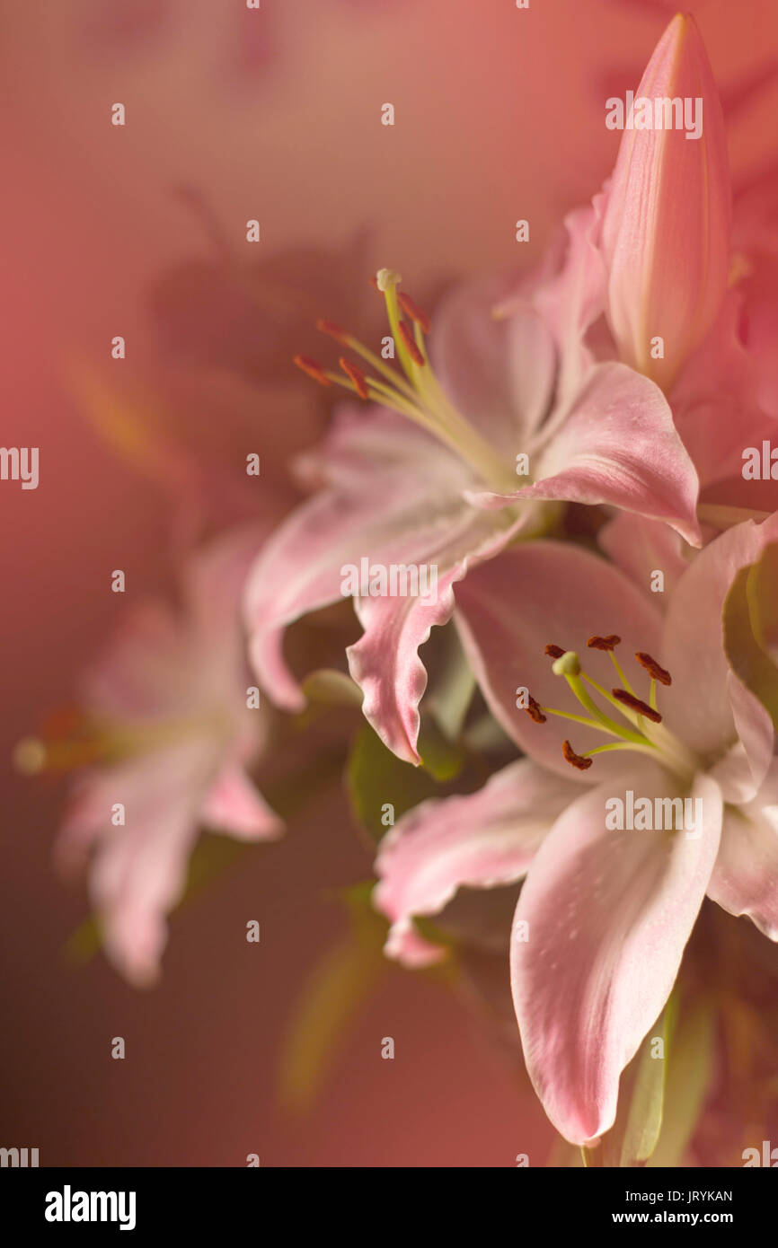 Pink lilies flowers in bouquet against dark background Stock Photo