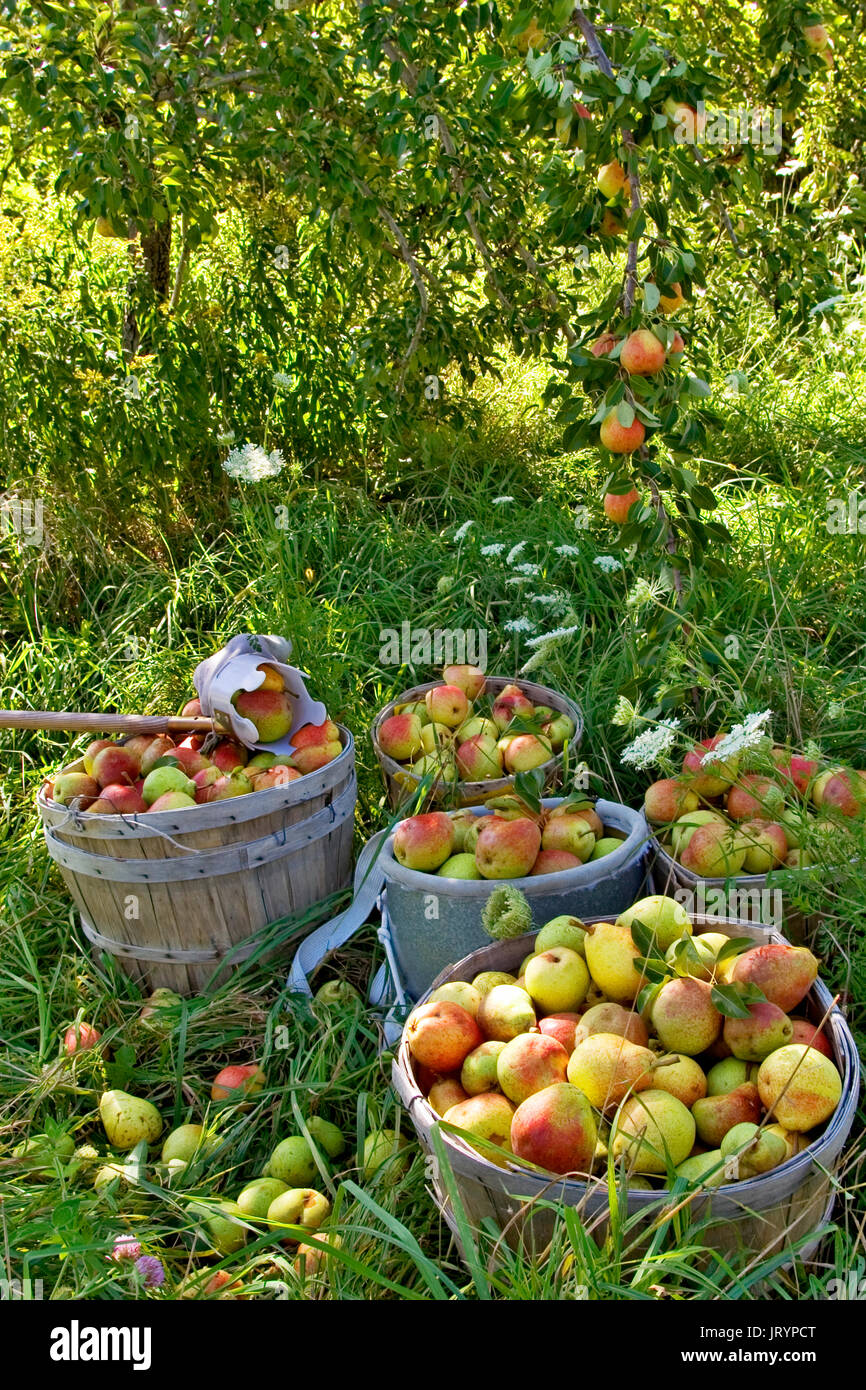 PEAR HARVEST at the Twenty Acre Farm in Grand Isle, Vermont Stock Photo