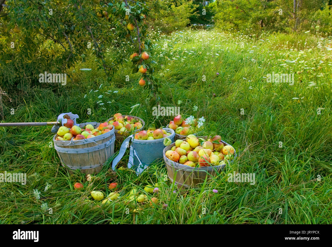 PEAR HARVEST at the Twenty Acre Farm in Grand Isle, Vermont Stock Photo