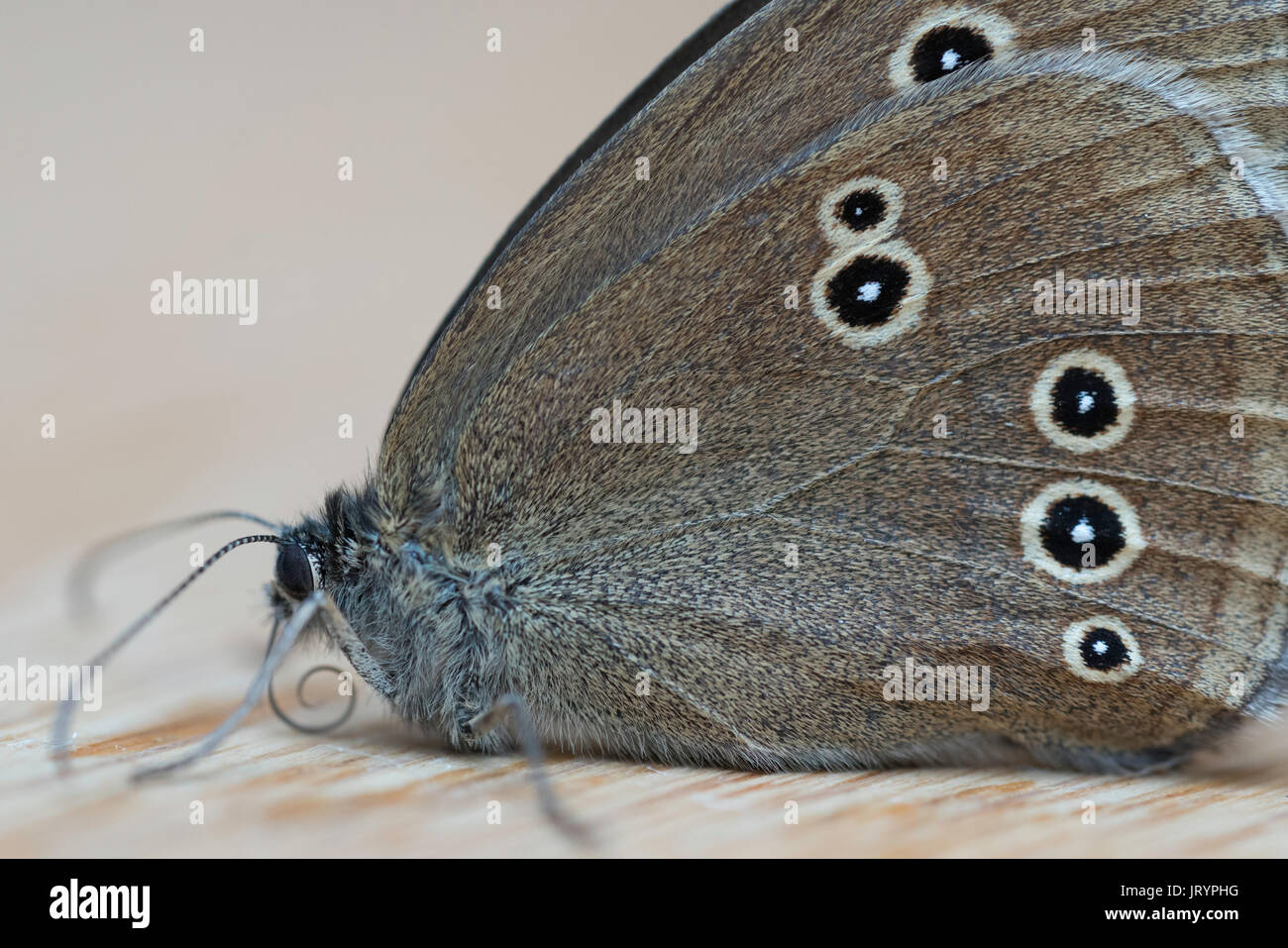 Side Profile of Butterfly (Coenonympha tullia) Stock Photo