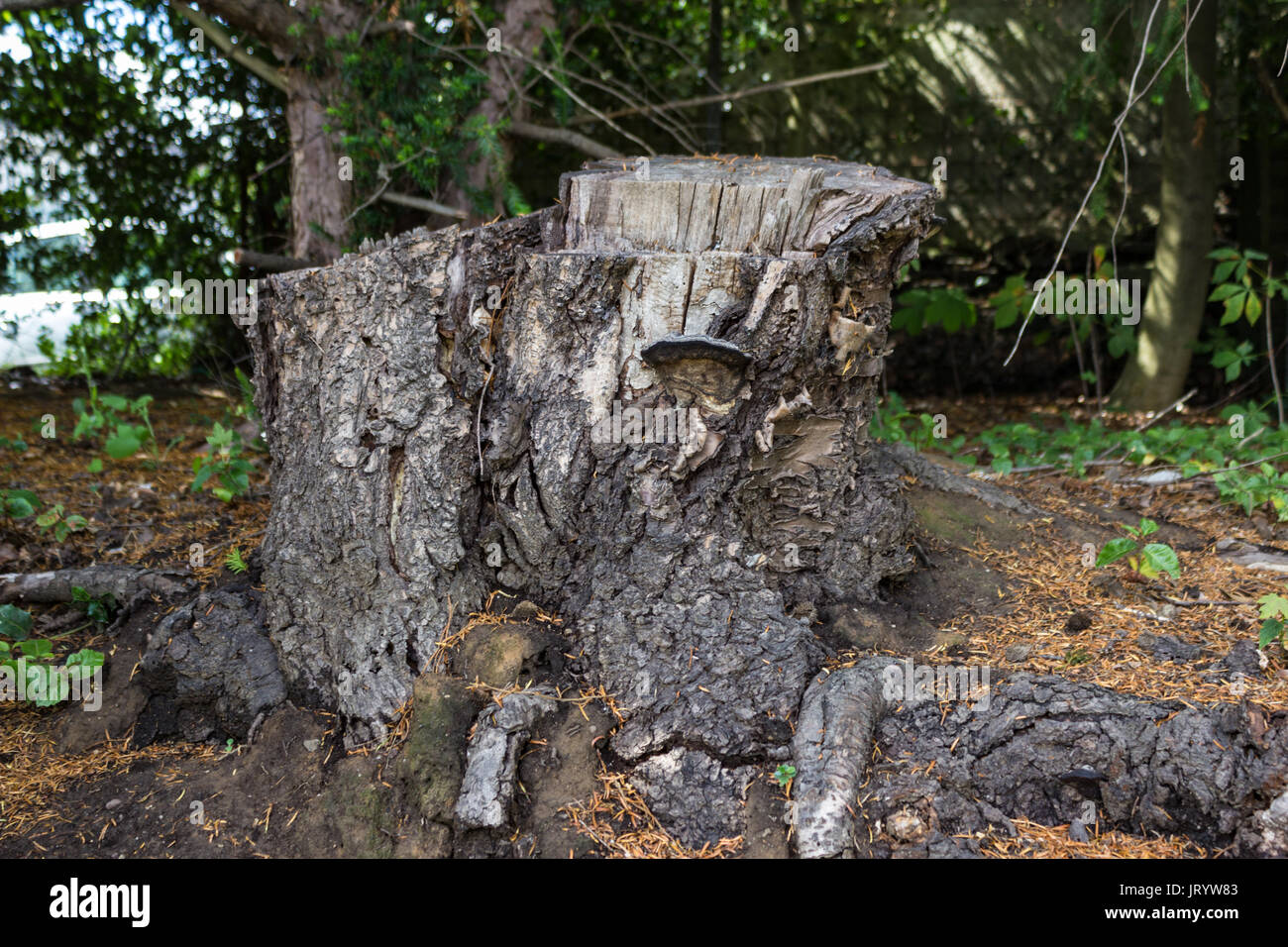 An old tree stump covered with moss in the coniferous forest, beautiful landscape Stock Photo