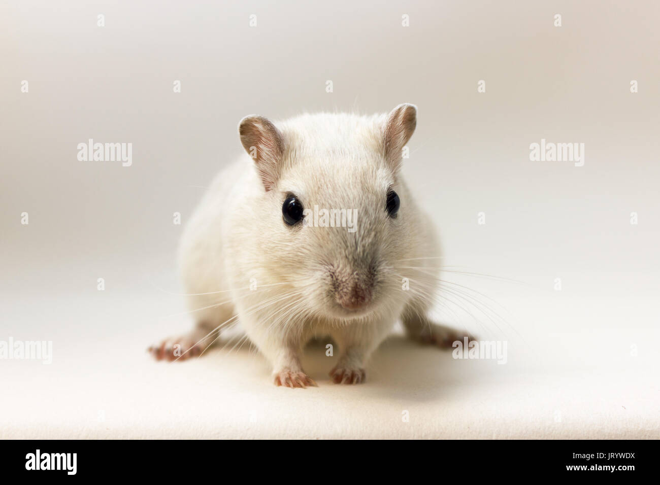 Cute Gerbils