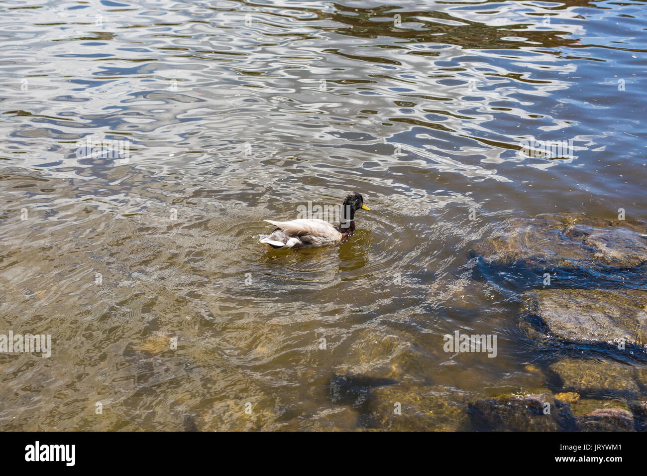 Birds And Animals In Wildlife Funny Mallard Duck Swims In Lake Or