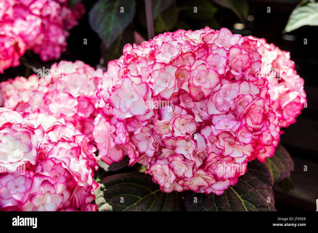 Hydrangea macrophylla with intricate dark pink and white double flowers. Stock Photo
