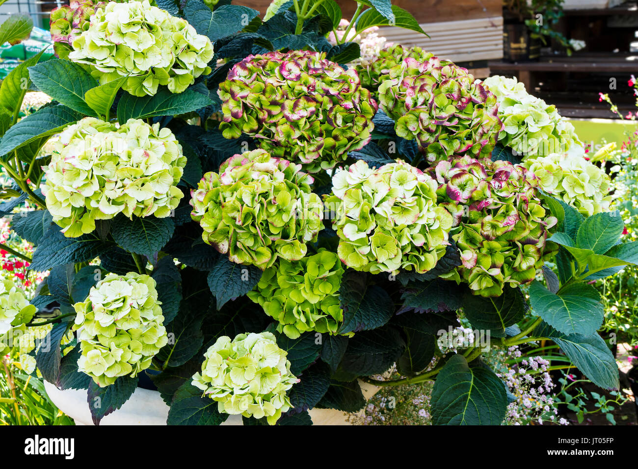 Hydrangea macrophylla with intricate pistachio green and purple flowers. Stock Photo