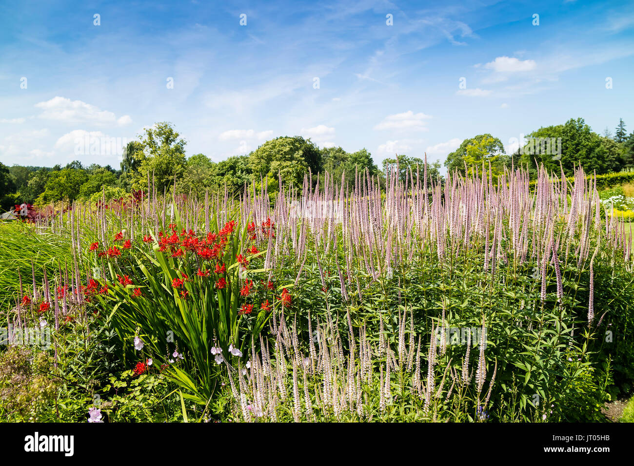 Large herbaceous border with tall blue Veronica and red Crocosmia flowering plants. Stock Photo
