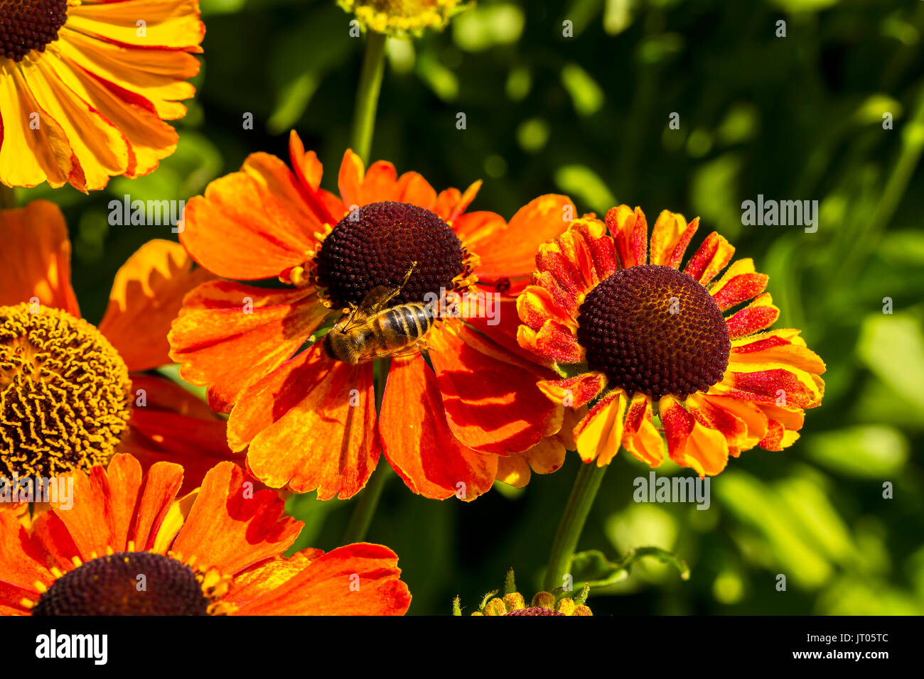 Garden rudbeckia echinacea purpurea hires stock photography and images