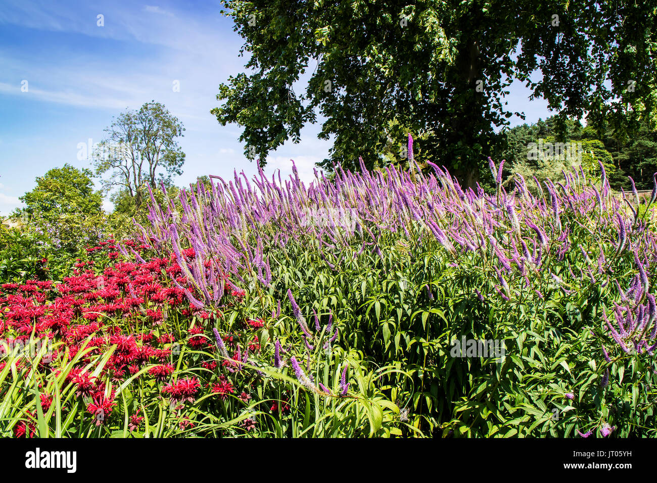 Tall Blue Veronica and Deep Pink Monarda flowering plants in a herbaceous border. Stock Photo
