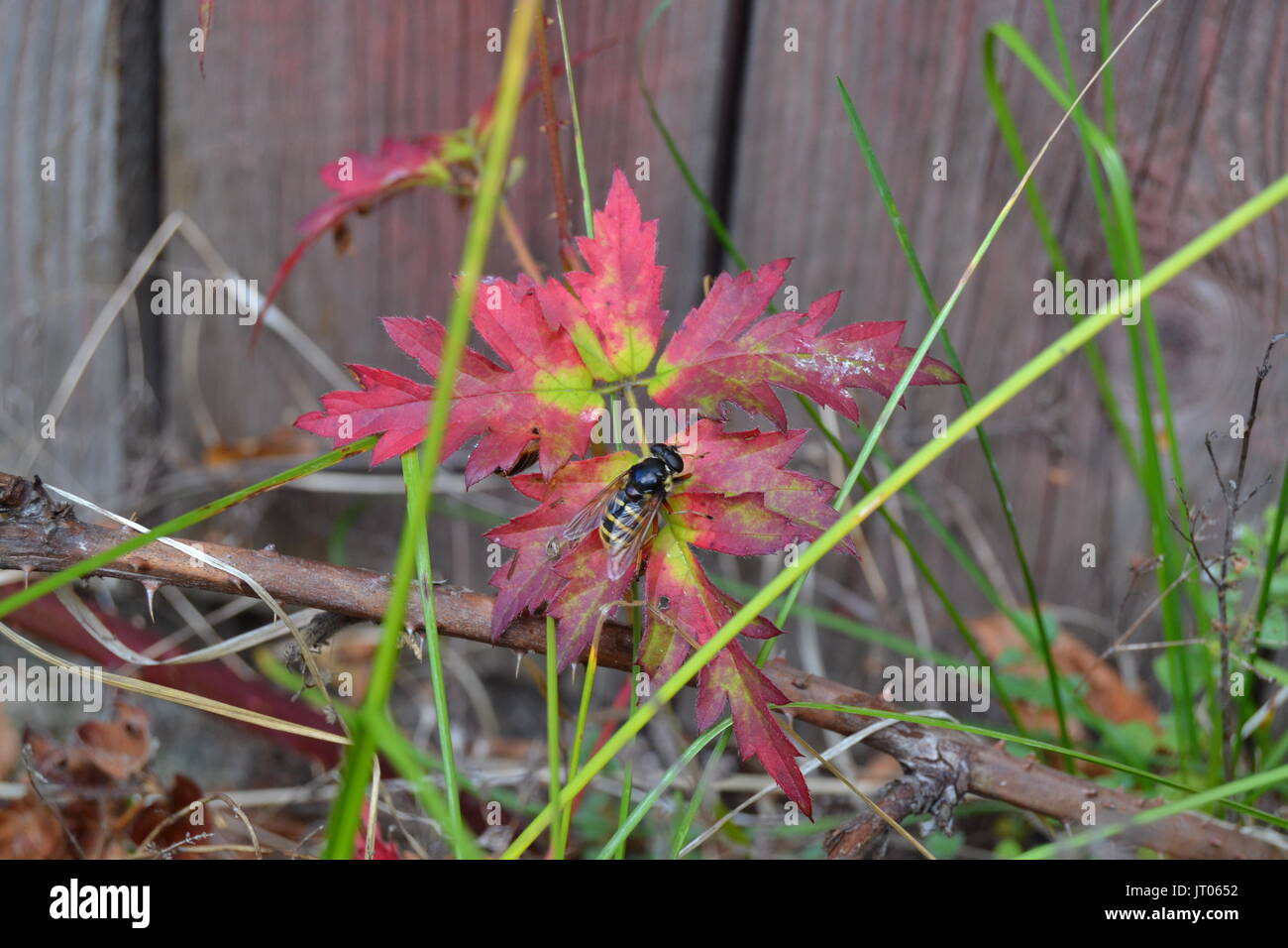 Hoverfly on leaf Stock Photo