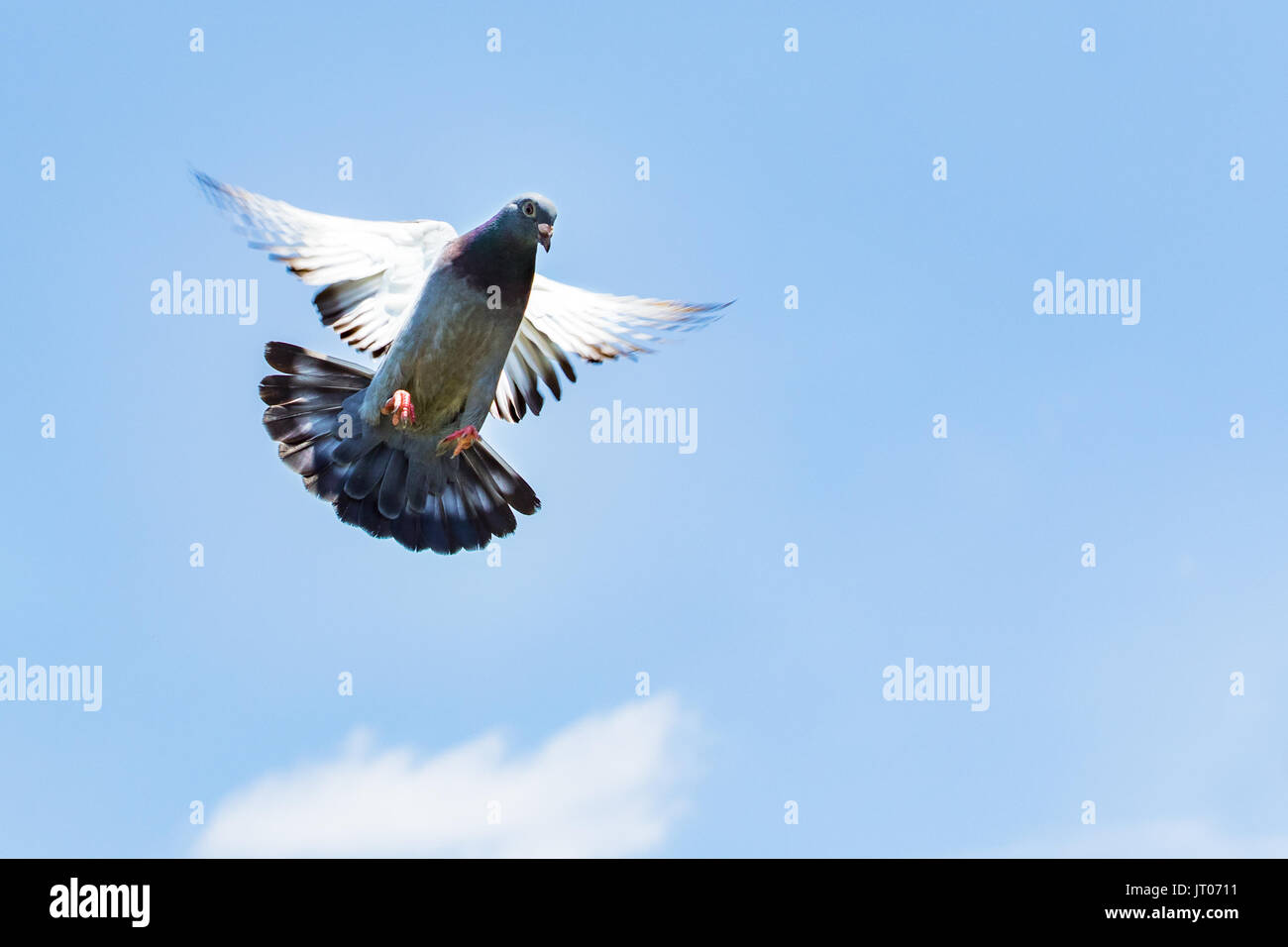 homing speed racing pigeon landing to ground Stock Photo Alamy