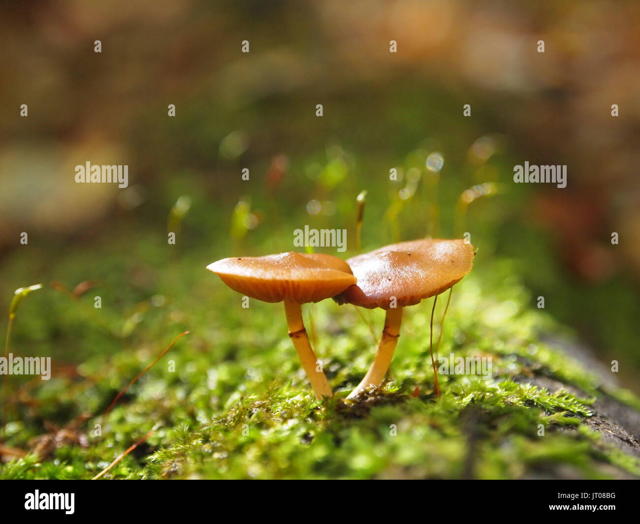 Cinnamon webcap (Cortinarius cinnamomeus) mushrooms growing on a log at Gatineau Park, Quebec, Canada. Stock Photo