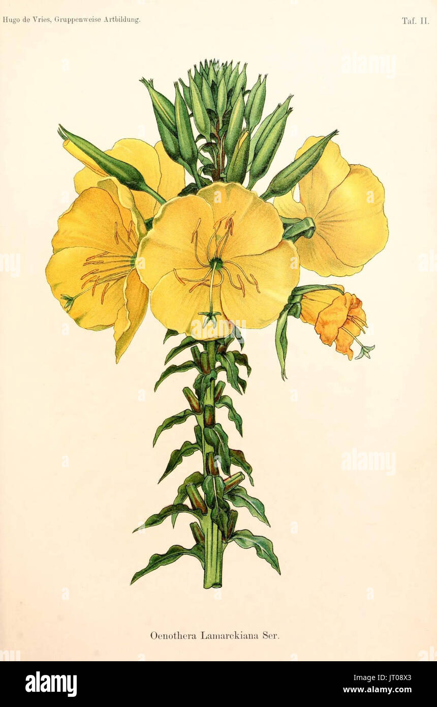 Oenothera lamarckiana is a permanent natural hybrid, studied intensively by the geneticist Hugo de Vries. 1913 Stock Photo