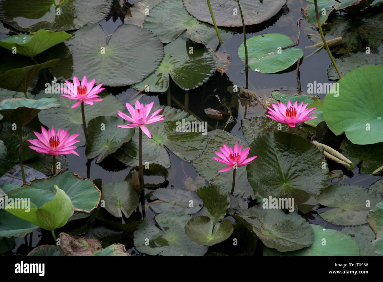 Five lotus hi-res stock photography and images - Alamy