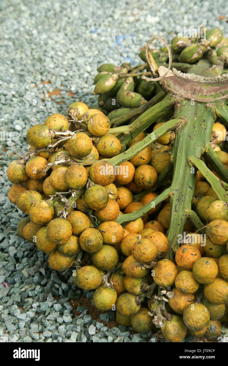 crop-of-betel-nut-also-called-areca-nut-or-areca-catechu-stock-photo