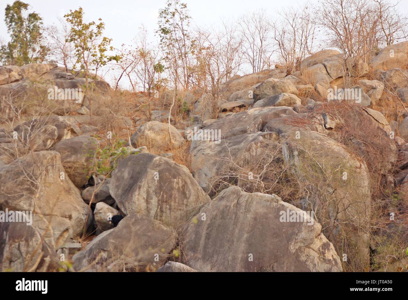 Elusive Mammal Sloth Bear with her 2 cubs and Leopard in single image (Sharing Habitat) Stock Photo