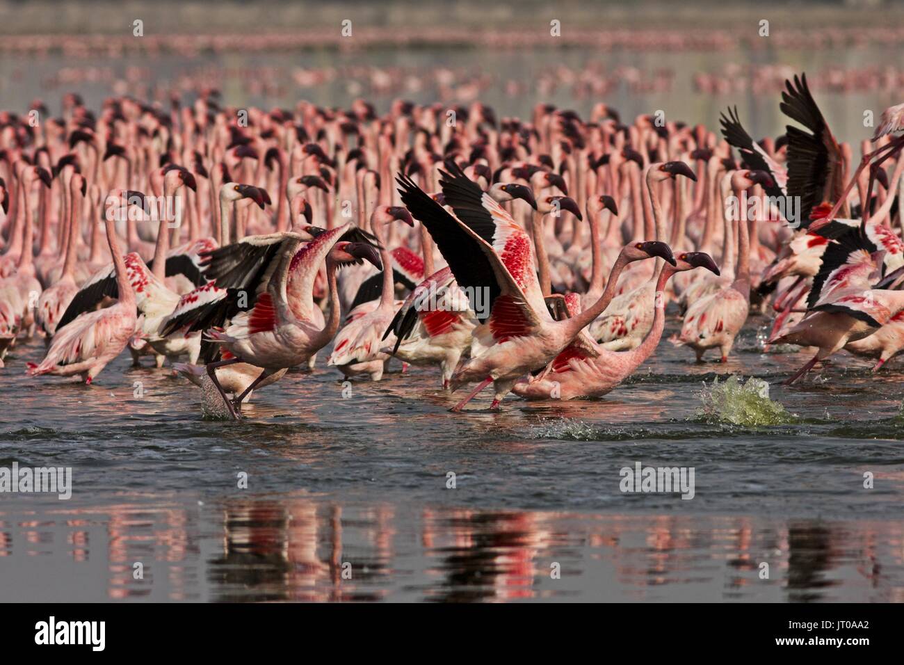 Lesser Flamingo at Porbandar, India Stock Photo