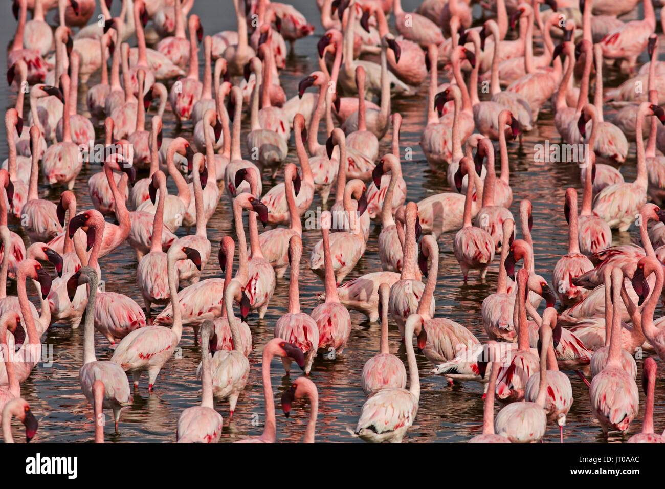 Lesser Flamingo at Porbandar, India Stock Photo