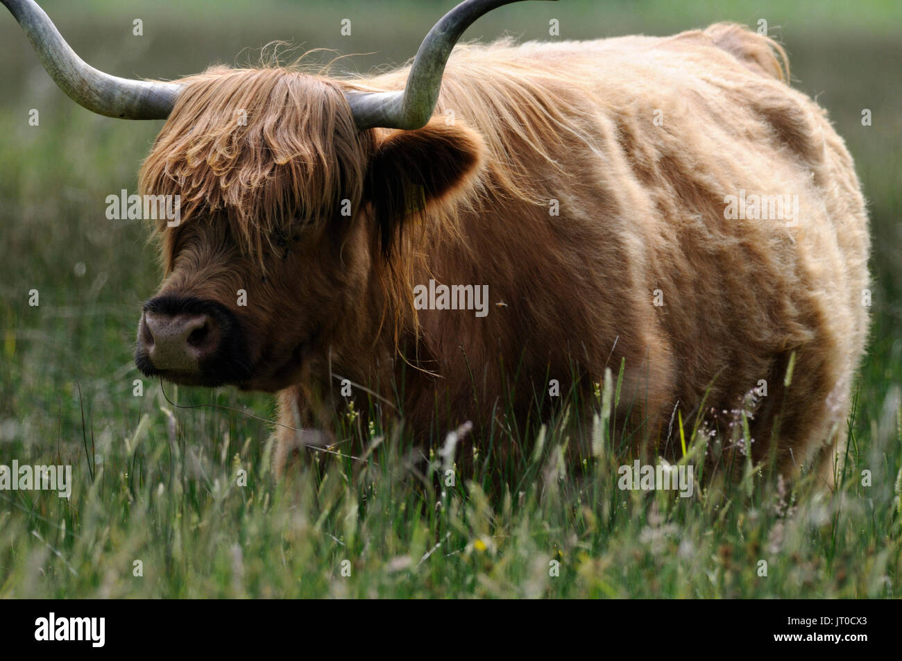 Highland cattle( Bos taurus ) feeding n the lush grass of a meadow Stock Photo