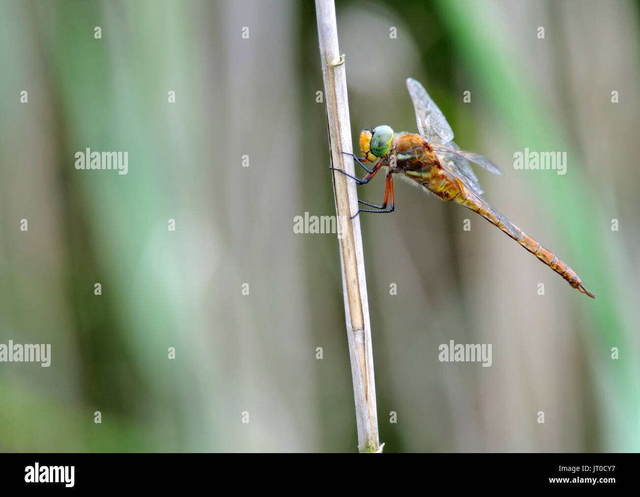 A norfolk hawker dragonfly ( Aeshna isosceles ) Stock Photo